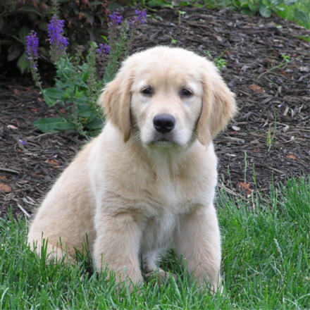 cute golden retriever puppy pics. Golden Retriever puppy