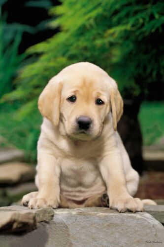 cute golden retriever puppy pics. golden-retriever_sad puppy