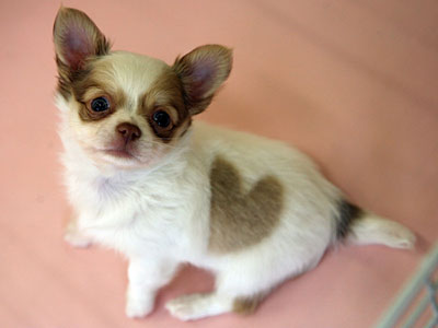 pictures of long haired chihuahua puppies. long hair Chihuahua puppy.jpg