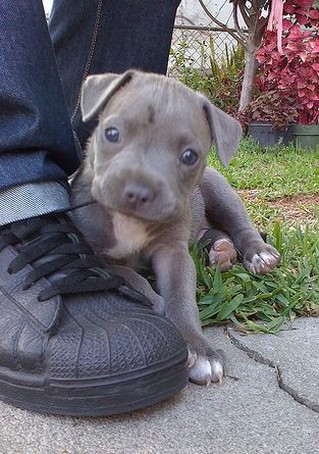 cute pitbull puppies pictures. cute Blue pitbull puppy photo.