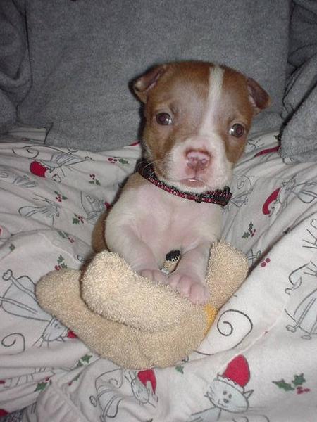 cute pitbull puppies pictures. cute pitbull puppy holding its