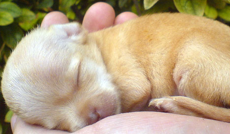 Newborn teacup chihuahua puppy