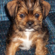 Shih+tzu+mixed+with+chihuahua+pictures