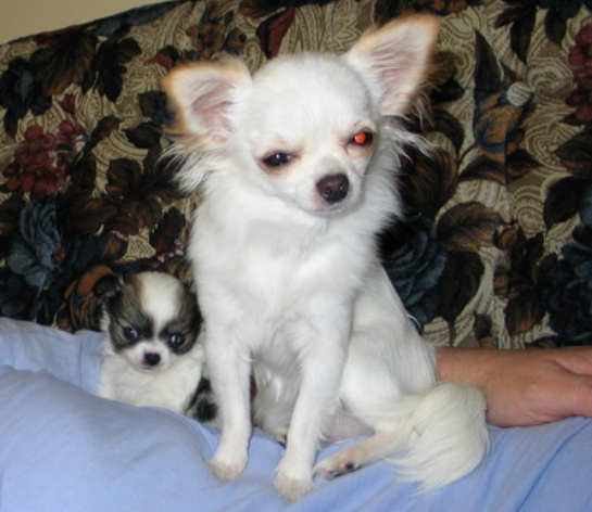 white long haired chihuahua puppies. White Long coat chihuahua