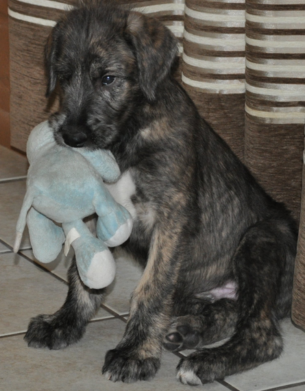 Irish Wolfhound pup_cute puppy pictures.PNG
