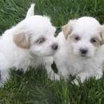Puppy Pictures & Dog Photo Gallery @ PuppyPictures.org
