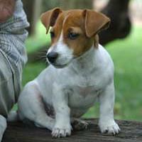 Jack Russell Terrier in tan and white.jpg
