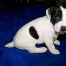 white and black Jack Russell Terrier puppy.jpg
