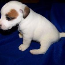 Jack Russell Terrier puppy in white with tan dots.jpg
