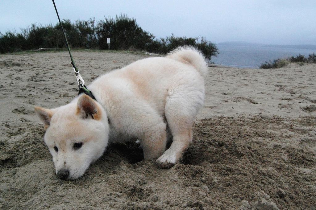 Shiba Inu puppy digging.jpg
