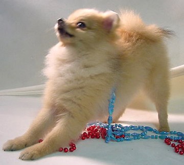 photo of pomeranian puppy.jpg
