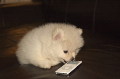 pomeranian puppy playing ipod.jpg
