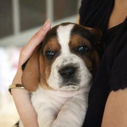 so adorable Basset puppy photo

