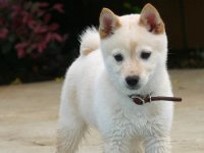 white Shiba Inu puppy.jpg (1 comment)