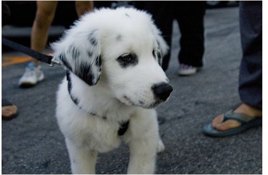 Australian Shepherd and labrador mix puppy in white and black.jpg
