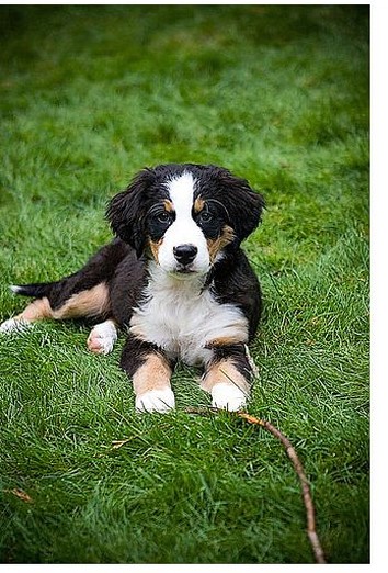 puppy bernese moutain on the grass.jpg
