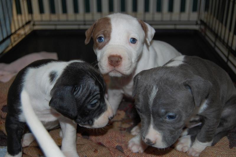 Picture Of Pitbull Puppies With Blue Eyes 19 Comments Hi Res 720p Hd