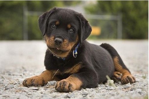 Beautiful and healthy looking rottweiler pup.jpg
