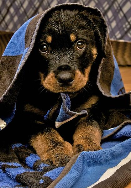 image of rottweiler pup under the towl.jpg
