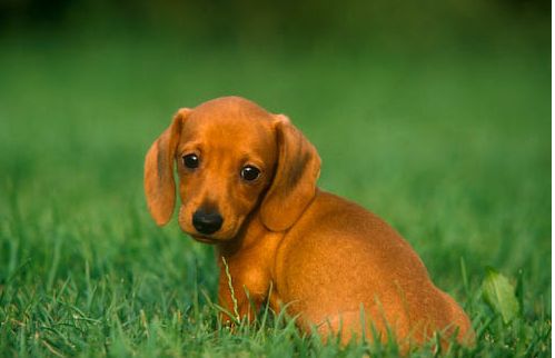 Image of Tan Dachshund puppy with very adorable looking.JPG
