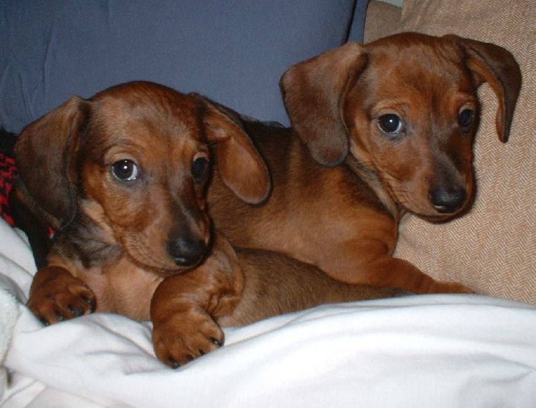 two light brown dachshund puppies image.JPG
