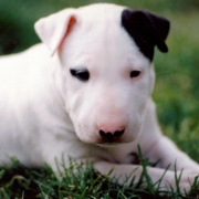 Bull Terrier puppy on the grass.PNG
