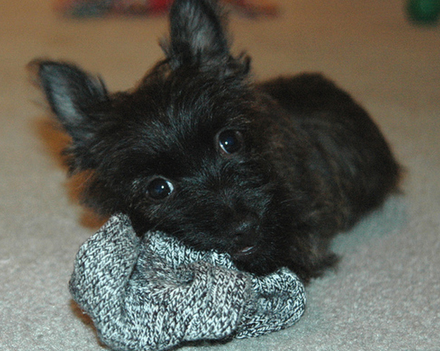 A black Cairn Terrier puppy.PNG
