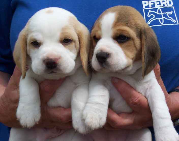 beagle puppies in tan and white, brown and white.jpg
