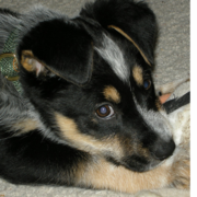 Close of image of a Blue Heeler puppy dog.PNG
