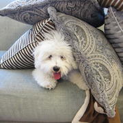 Puppy tent!  Our Coton de Tulear, Jackson.

