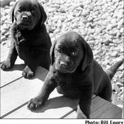 black labs puppies.jpg