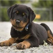Beautiful and healthy looking rottweiler pup.jpg