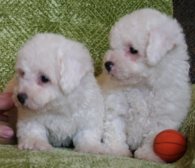 Bichon Puppies on Picture Of Teacup Bichon Frise Puppy Png