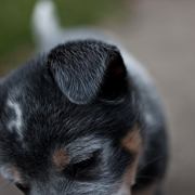 Very close up picture of a Blue Heeler puppy.PNG
