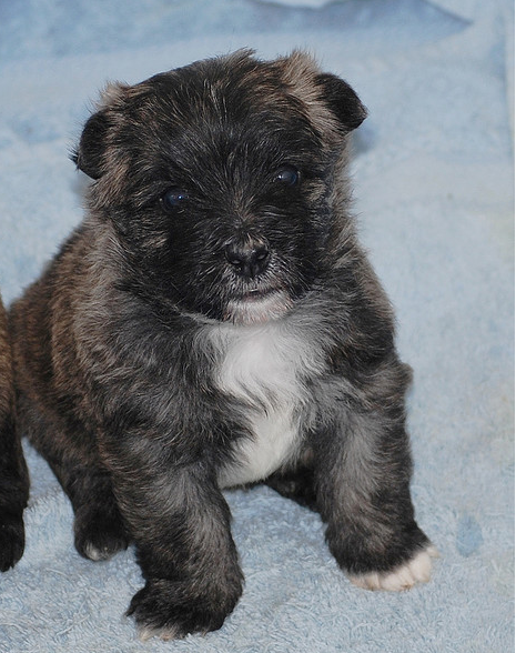 Chubby Cairn Terrier puppy picture.PNG
