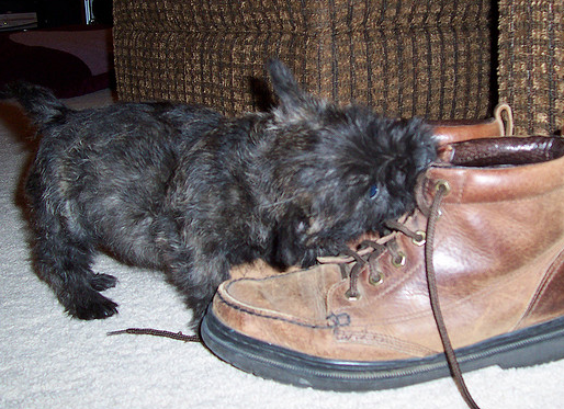 cute but naughty cairn terrier puppy biting shoes.PNG
