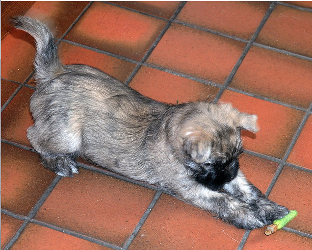 Cairn Terrier puppy playing.PNG
