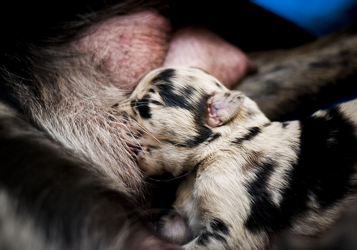 Newborn Catahoula puppy nursing_the cutest puppy picture ever.PNG
