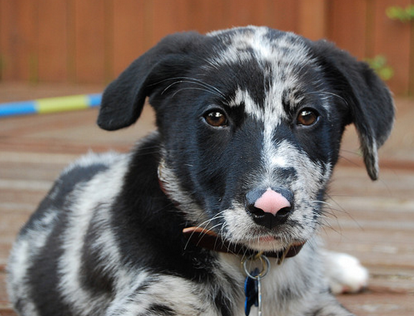 White and black Scout Catahoula puppy.PNG
