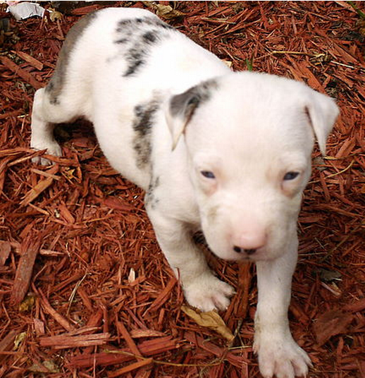 White Catahoula puppy image.PNG
