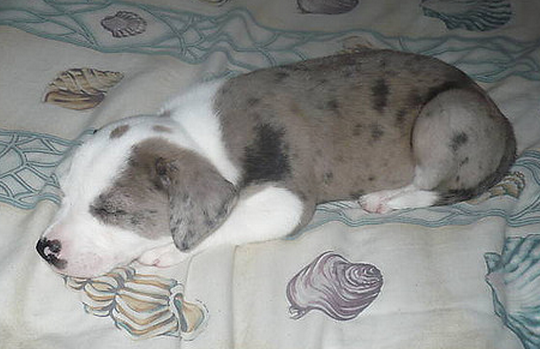 Catahoula Bulldog Puppy sleeping.PNG
