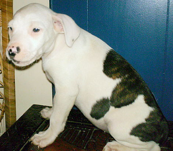 Catahoula Bulldog Puppy.PNG
