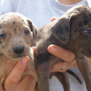 Catahoula puppies picture.PNG

