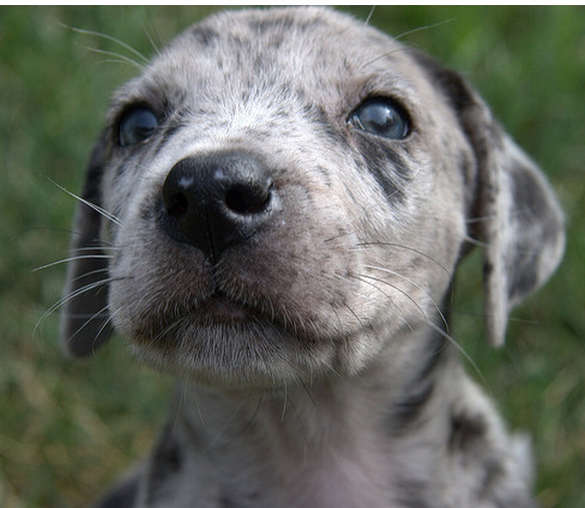 Cute Catahoula puppy face pictures.PNG
