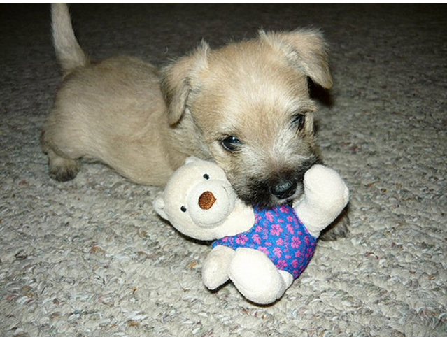 Cute puppy picture of a Cairn Terrier dog puppy.PNG
