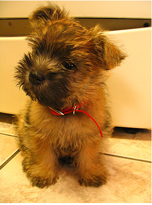 Image of Cairn Terrier puppy.PNG

