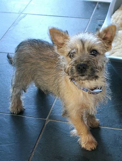 Light colored Cairn Terrier puppy image.PNG
