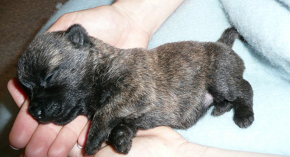 newborn Cairn Terrier puppy picture.PNG
