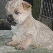 Photo of Cairn Terrier puppy.PNG

