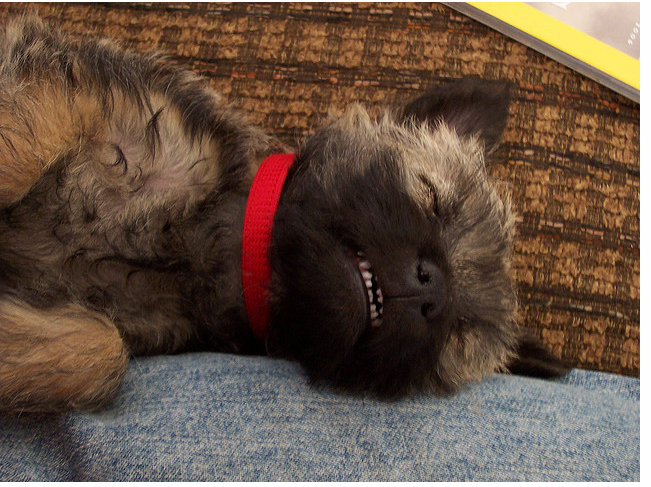 Sleeping Cairn Terrier puppy with its teeth showing.PNG
